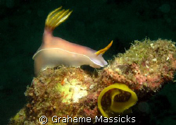 Hypselodoris + eggs found off Tioman Island, Malaysia.  O... by Grahame Massicks 